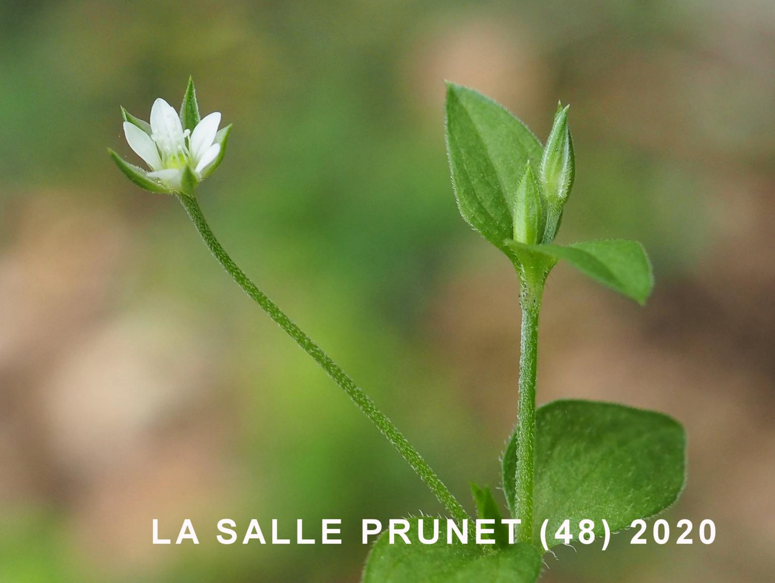 Sandwort, Three-veined